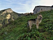 12 Dori ci attende alla prima baita con vista in anticima Pizzo Badile 